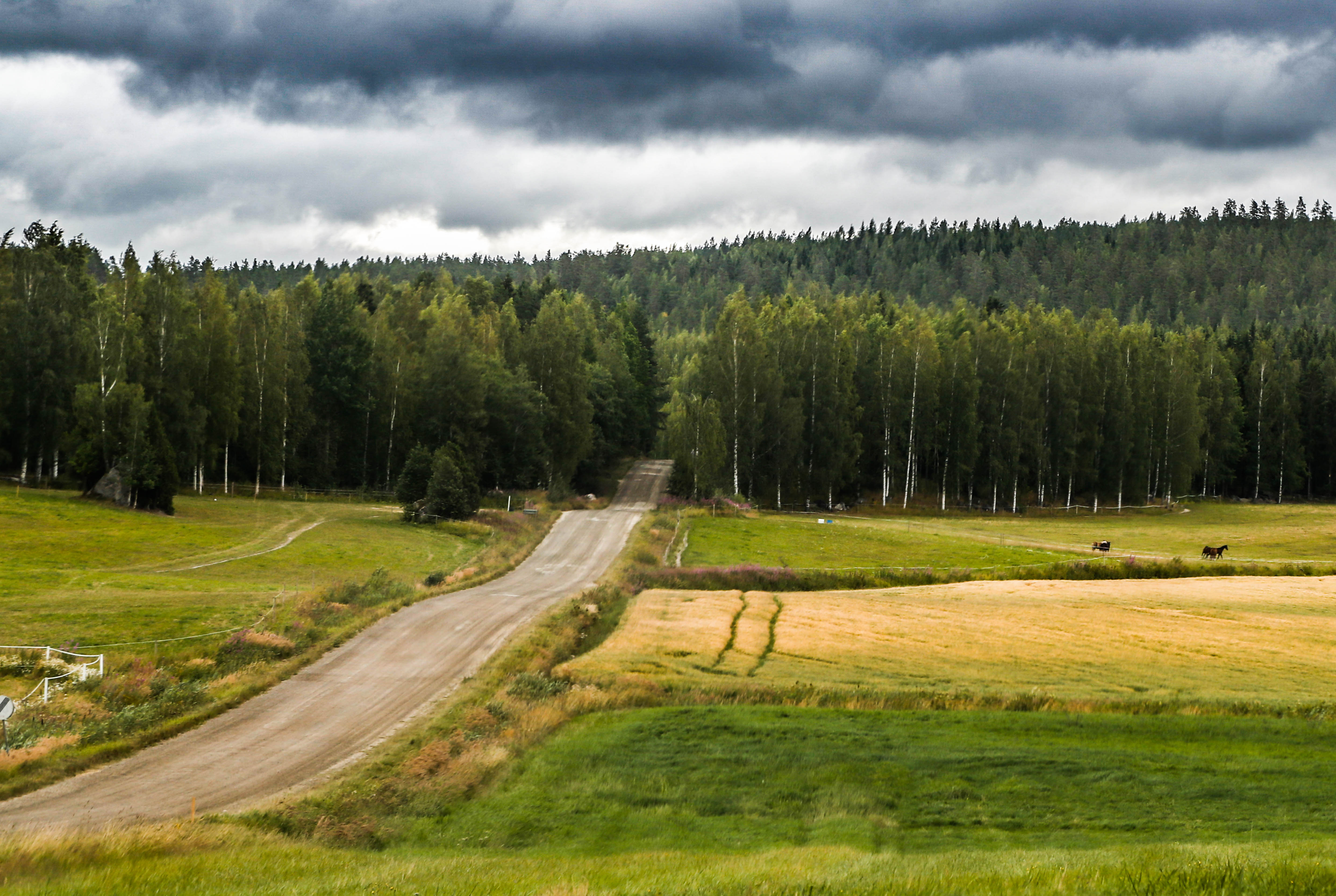 Rally Finland 2019 Review – Ott Tanak takes his second Rally Finland Victory in a row!