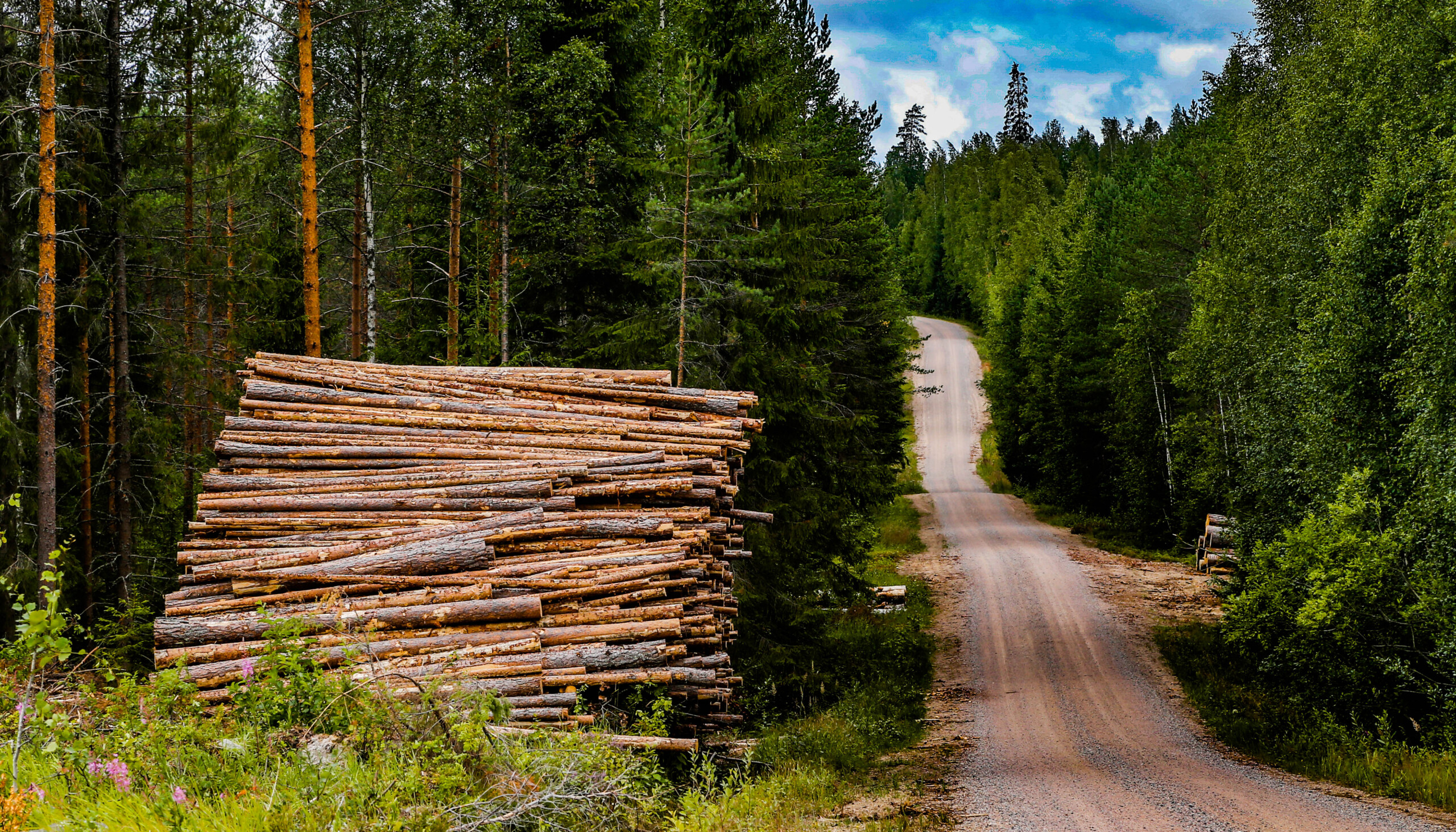 Rally Finland 2021 Preview – Big jumps and fast gravel!