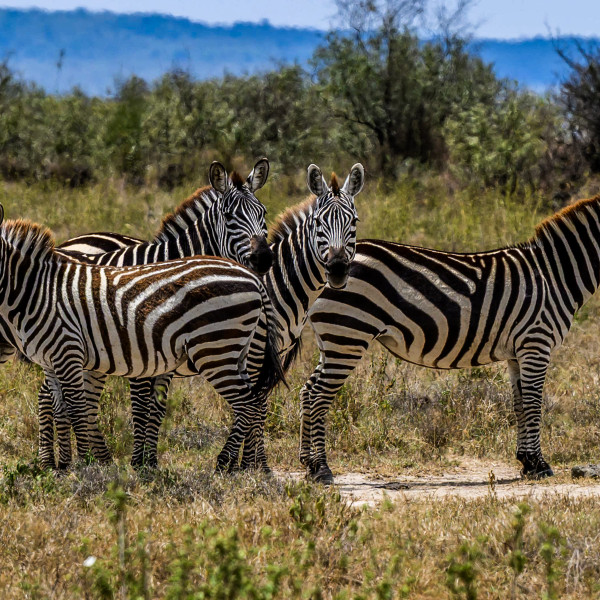 Safari Rally Kenya 2025 Preview