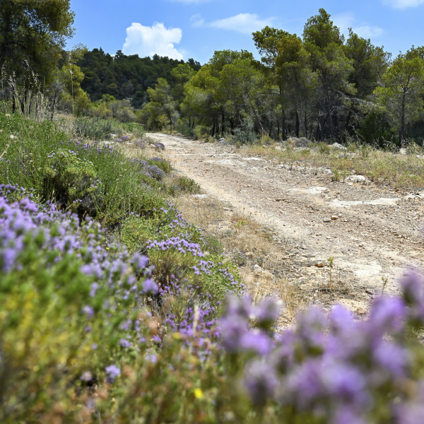 Rally Acropolis 2025 Preview, Rally of the Gods!